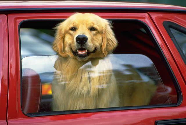 Top 5 Dog Friendly Cars