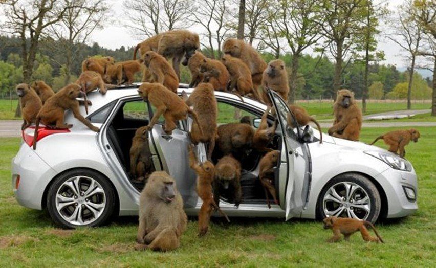 Libatkan Monyet Untuk Uji Emisi, Volkswagen Mengaku Salah