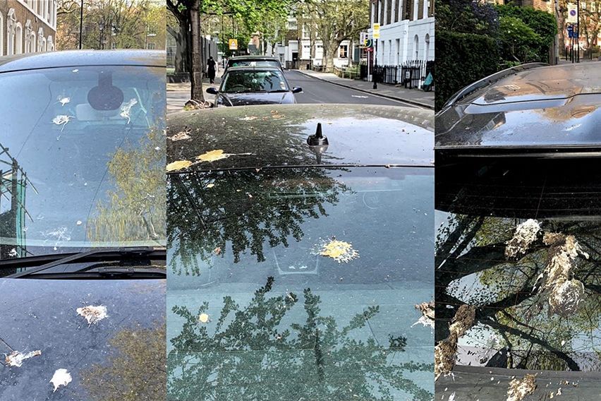 Ford bird poop body photo