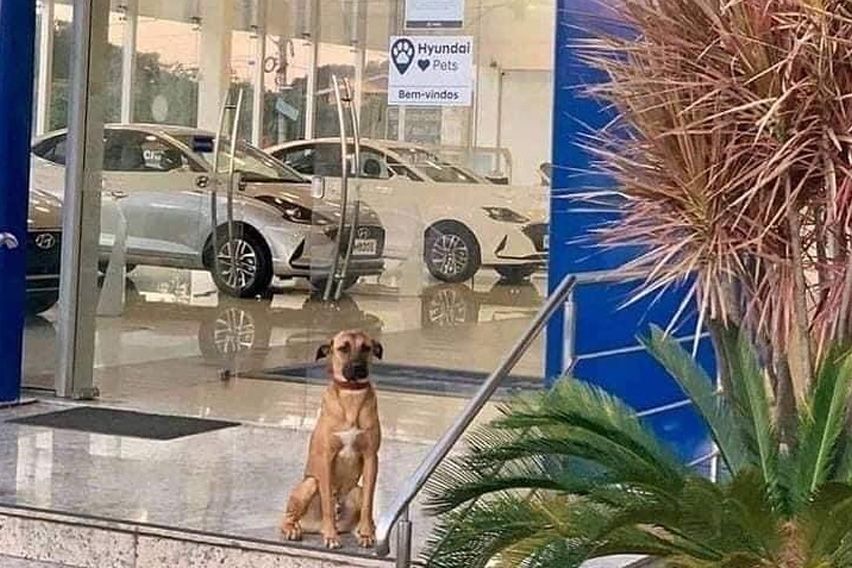 Hyundai Sales dog