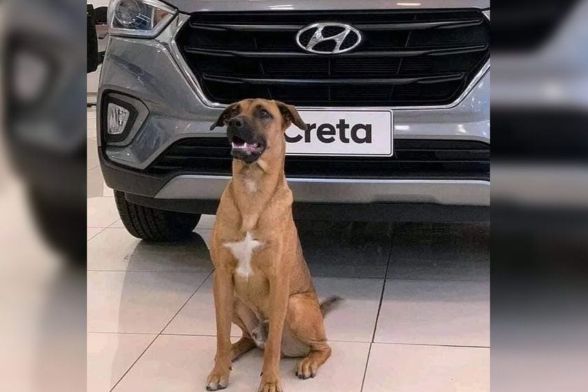 Hyundai sales dog