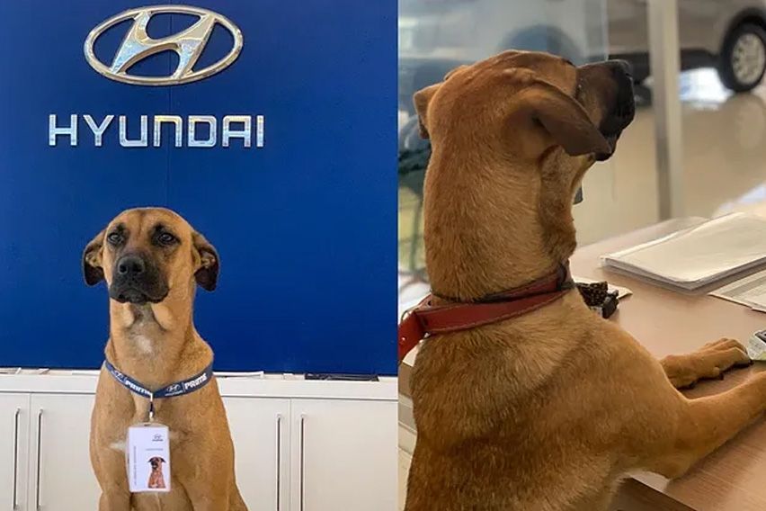 Say hello to Tucson Prime, a sales-dog of a Hyundai dealership in Brazil