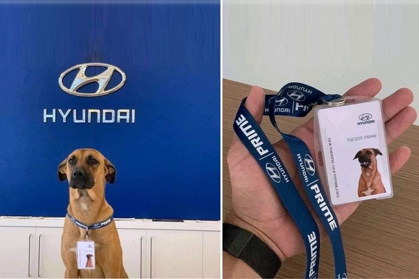 Hyundai Sales dog
