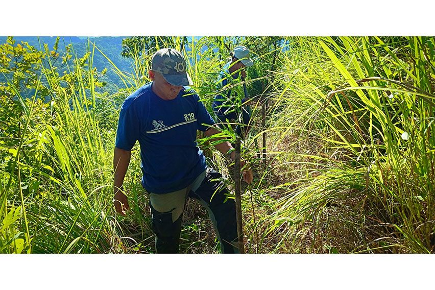 Peugeot tree planting