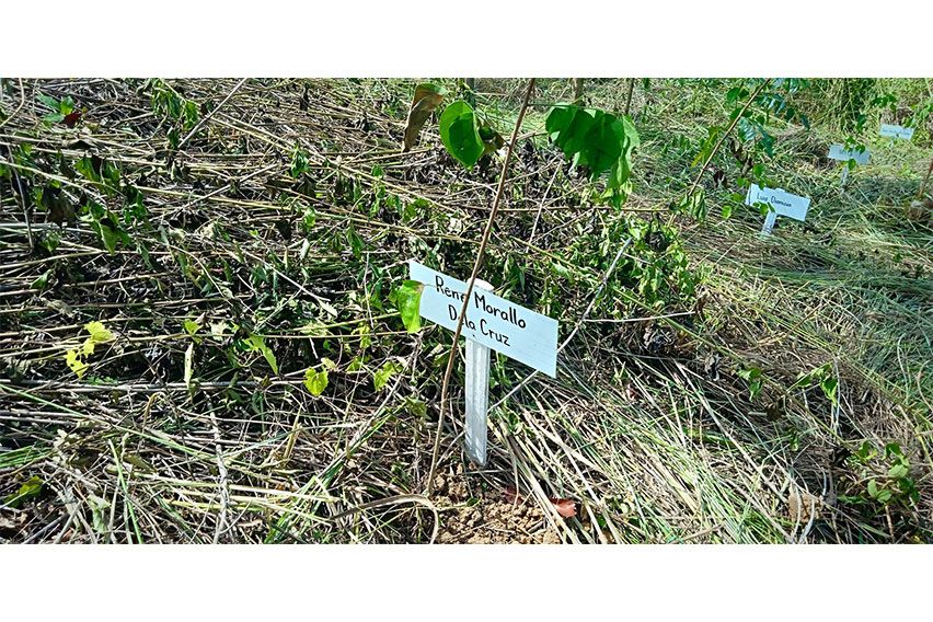 Peugeot tree planting