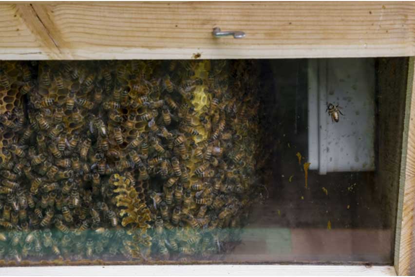 Lamborghini Park Apiary