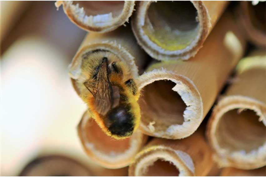 Lamborghini Park Apiary