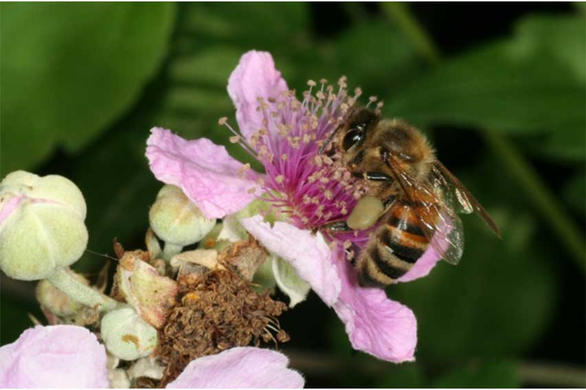 Lamborghini Park Apiary