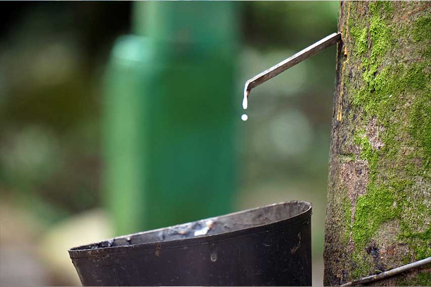 Natural Rubber Cultivation