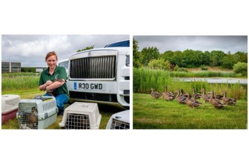 Home of Rolls-Royce serves as new shelter of 15 rescued ducks