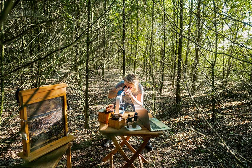 Lamborghini's Biomonitoring Project with Bees