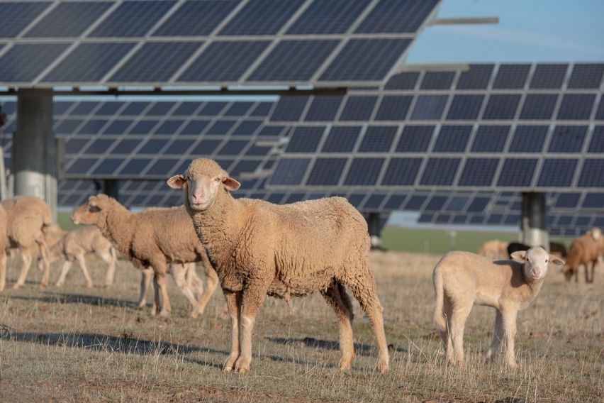 Around 50 sheep work for Volkswagen’s solar farm in US