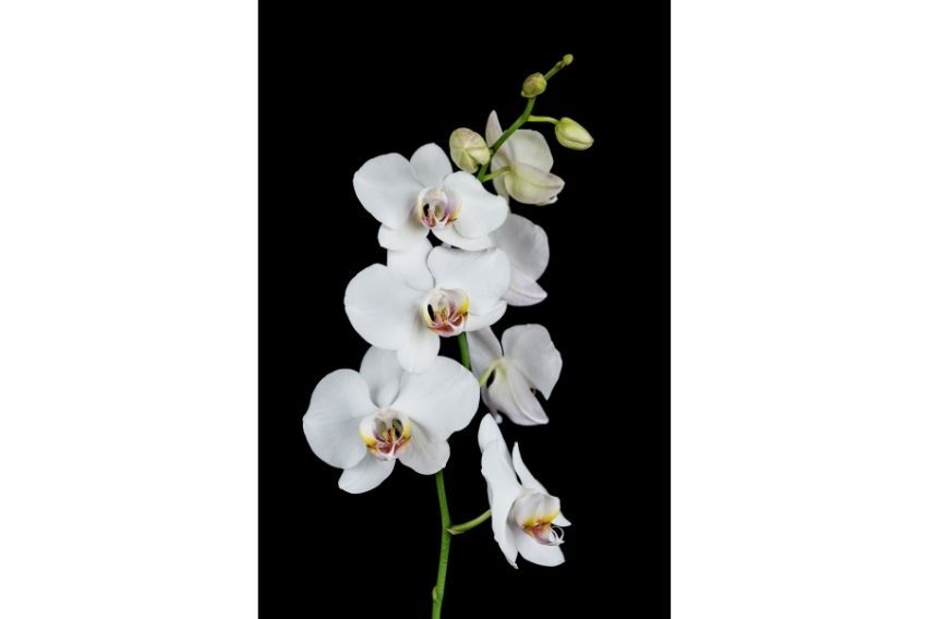 Rolls-Royce Phantom Orchid inspiration