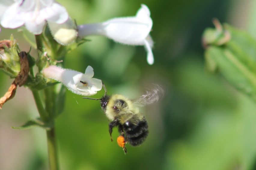 Toyota donates US$40K for pollinator habitat conservation in North America 
