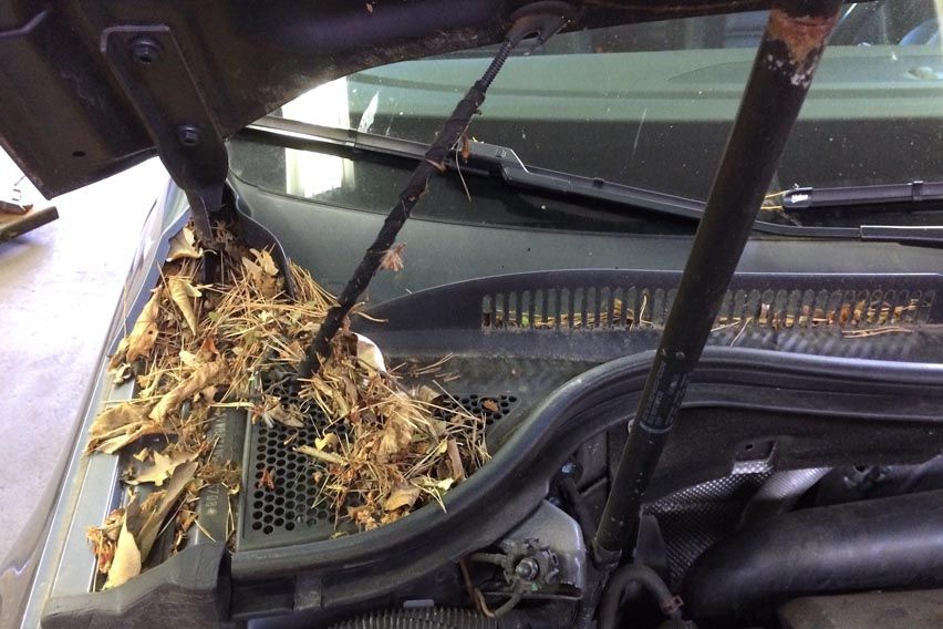 Monsoon car care tips - clean the boot lid & bonnet