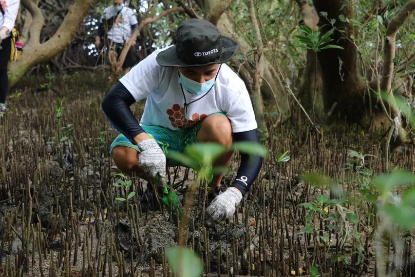 Toyota's reforestation activities