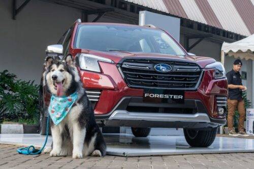 Pendekatan Subaru dengan Para Pecinta Anabul Pendekatan Subaru dengan Para Pecinta Anabul