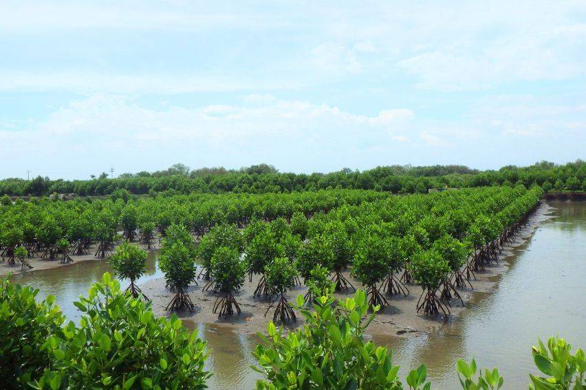 Yamaha Motor launches mangrove planting initiative in Indonesia