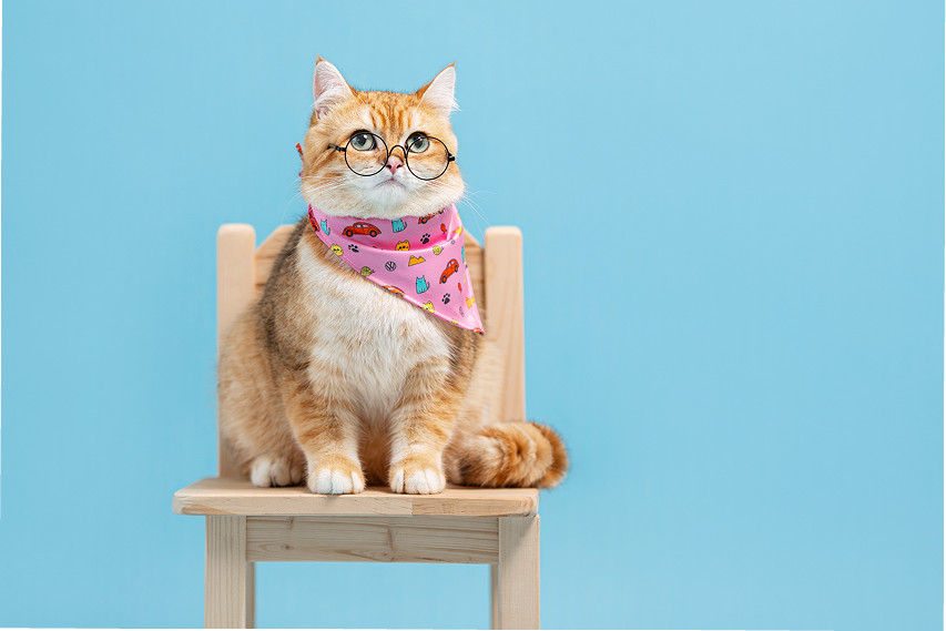 VW Malaysia Furever in Style” Pet Collection