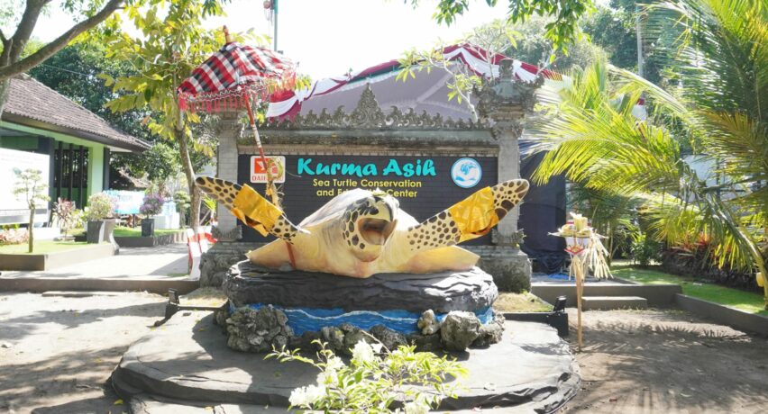 Konservasi Penyu Daihatsu di Bali