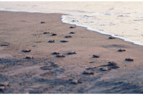 Suzuki PH releases pawikans in Bataan