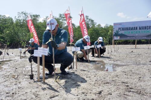 Honda Babel Hijaukan Pesisir Belitung, 500 Bibit Mangrove Ditanam di Desa Terong 