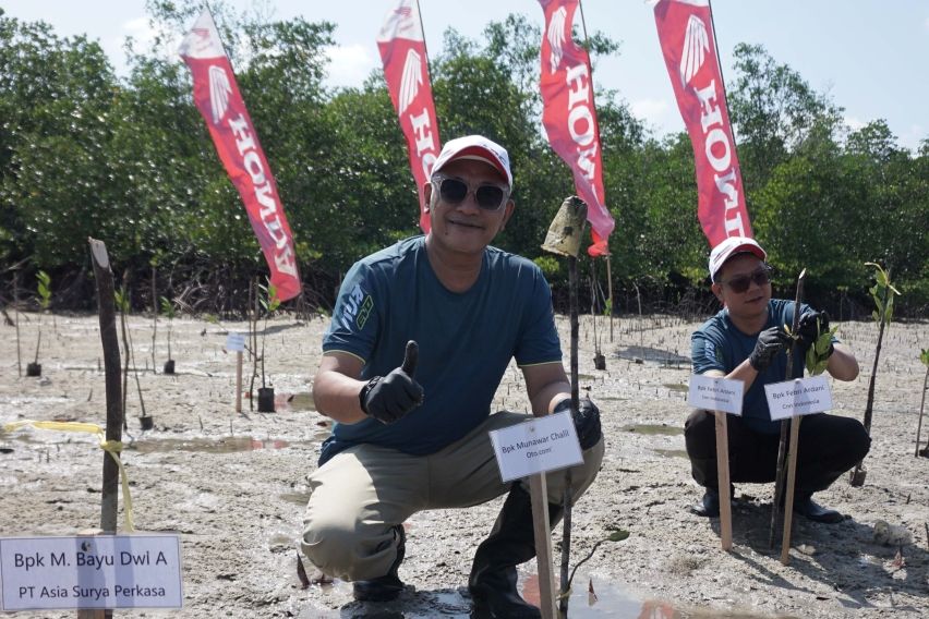 Honda Babel Hijaukan Pesisir Belitung, 500 Bibit Mangrove Ditanam di Desa Terong 